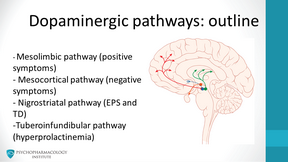 dopamine pathways in the brain