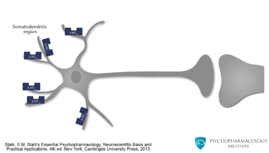 Meccanismo d'azione degli SSRI - Psychopharmacology Updates for ...